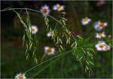 Festuca arundinacea