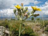 Pilosella echioides. Верхушка цветущего растения. Казахстан, Южный Алтай, обращённое к Бухтарминскому вдхр. зап. подножье Нарымского хр., массив матрацевидных гранитов. 3 июля 2024 г.