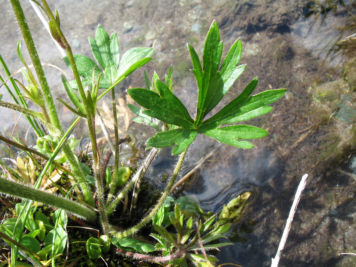 Image of genus Ranunculus specimen.