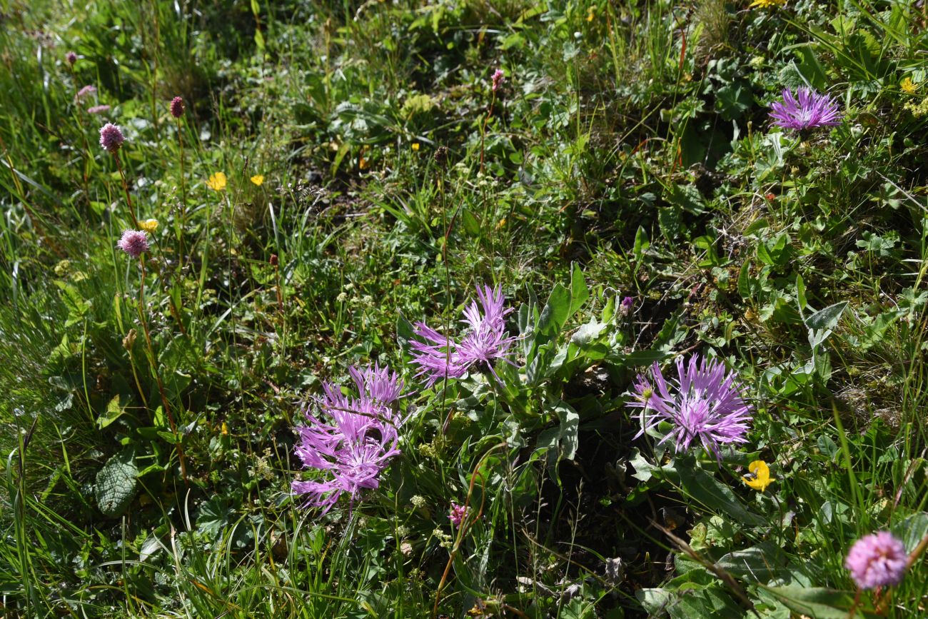 Image of Centaurea willdenowii specimen.