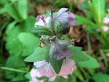 Ajuga genevensis. Верхушка соцветия (розовоцветковая форма). Ульяновск, Заволжский р-н, опушка дубовой рощи вблизи биатлонного стадиона. 11.06.2024.