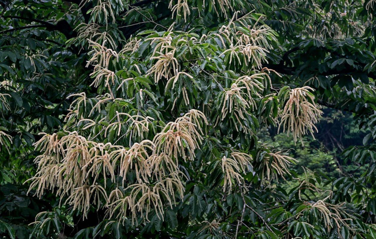 Изображение особи Castanea mollissima.