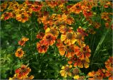 Helenium autumnale. Соцветия. Московская обл., Раменский р-н, окр. дер. Хрипань, садовый участок. 23.08.2024.