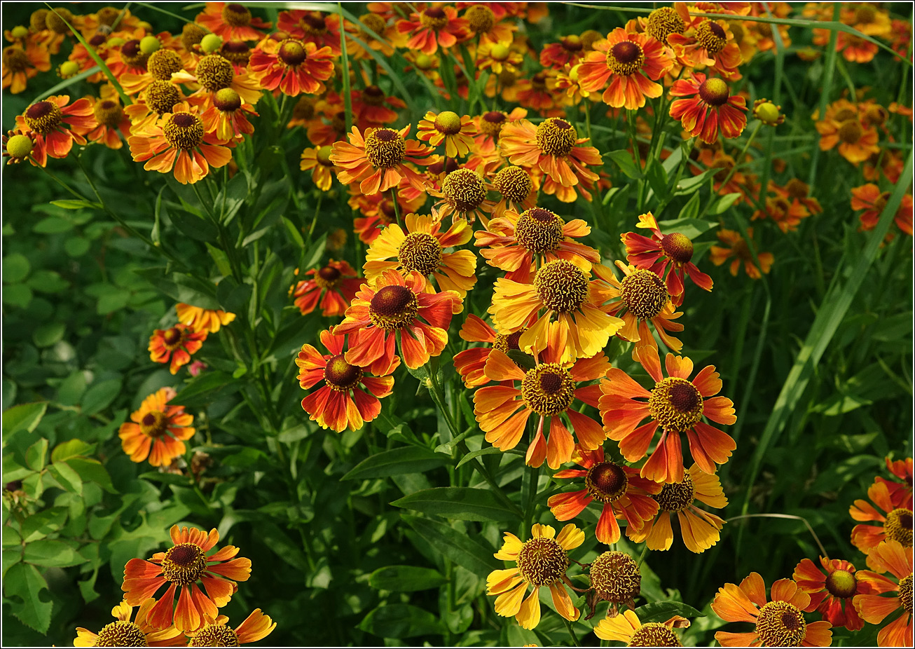 Image of Helenium autumnale specimen.