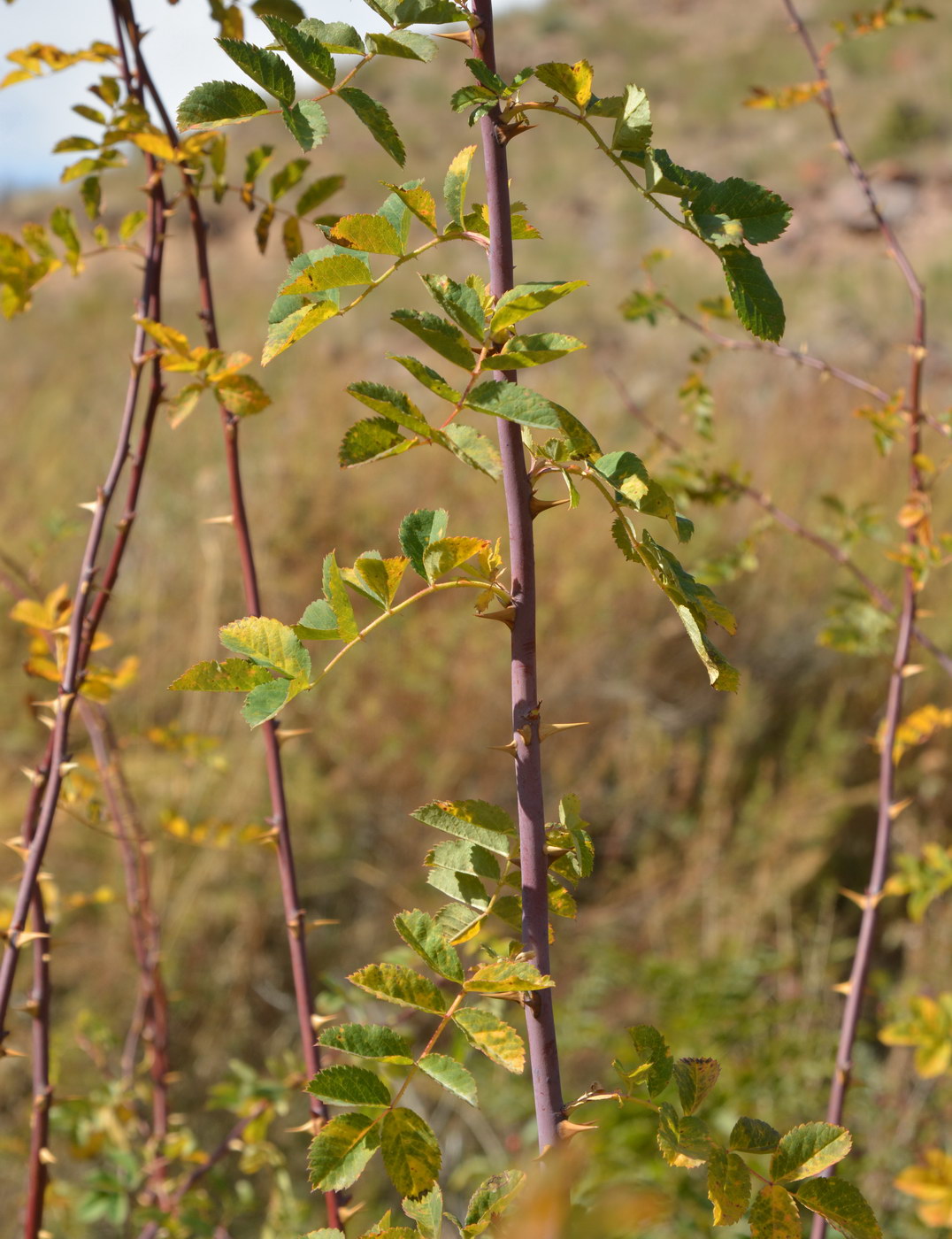 Image of genus Rosa specimen.