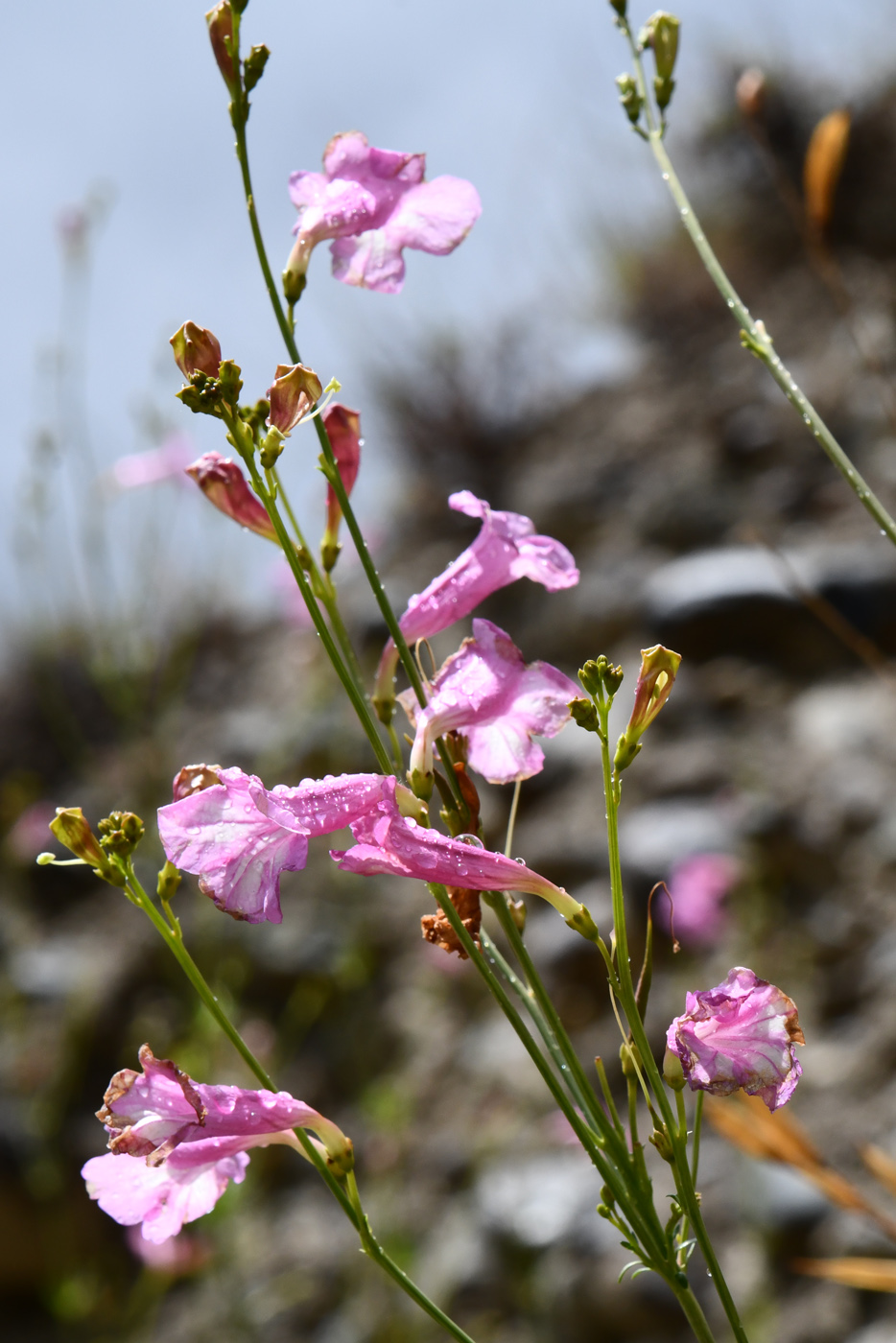 Image of Incarvillea olgae specimen.