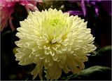 Chrysanthemum indicum