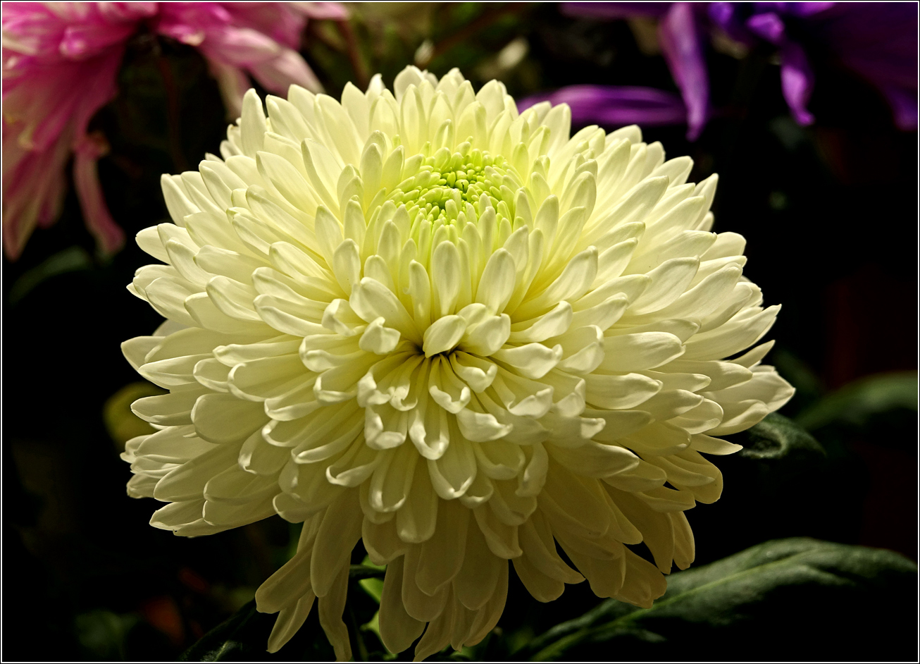 Image of Chrysanthemum indicum specimen.