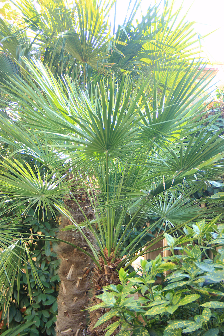 Image of Trachycarpus fortunei specimen.