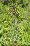 Aconitum septentrionale