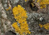 Xanthoria parietina. Талломы с апотециями на стволе Juglans mandshurica. Московская обл., Раменский р-н, окр. дер. Хрипань, садовый участок. 02.05.2024.