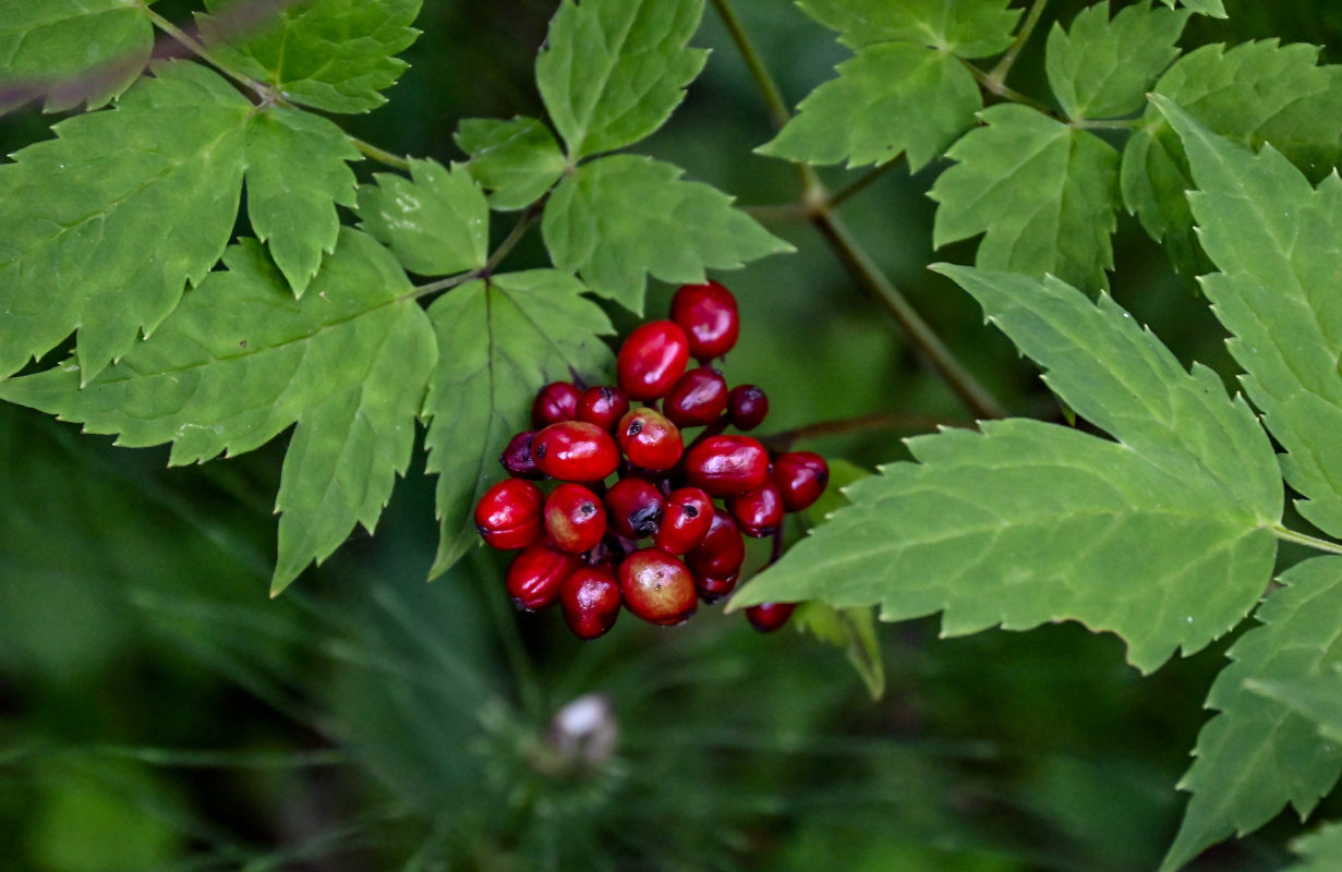 Image of Actaea erythrocarpa specimen.