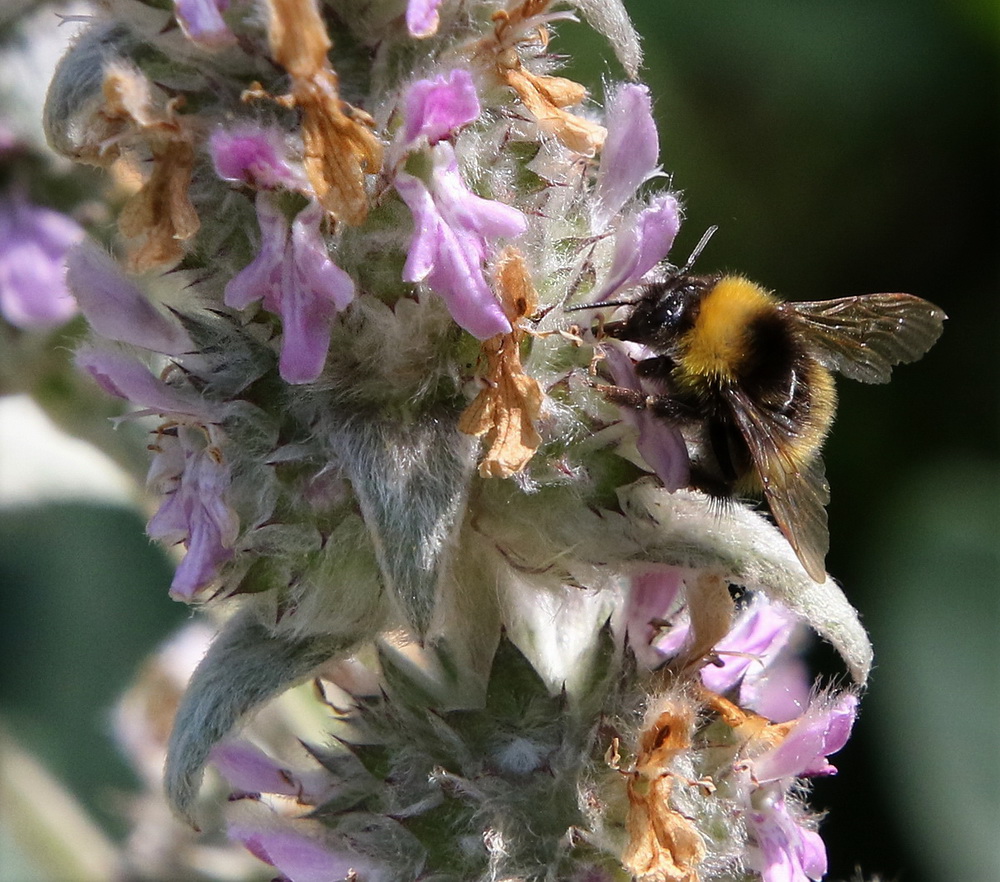 Image of Stachys cretica specimen.