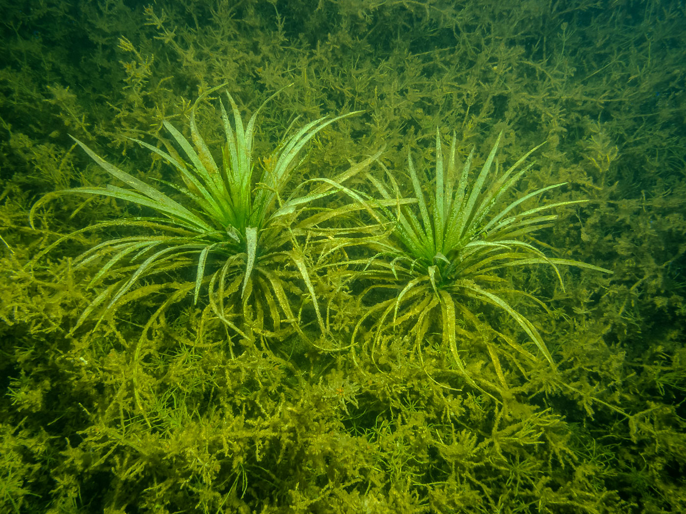 Image of Stratiotes aloides specimen.