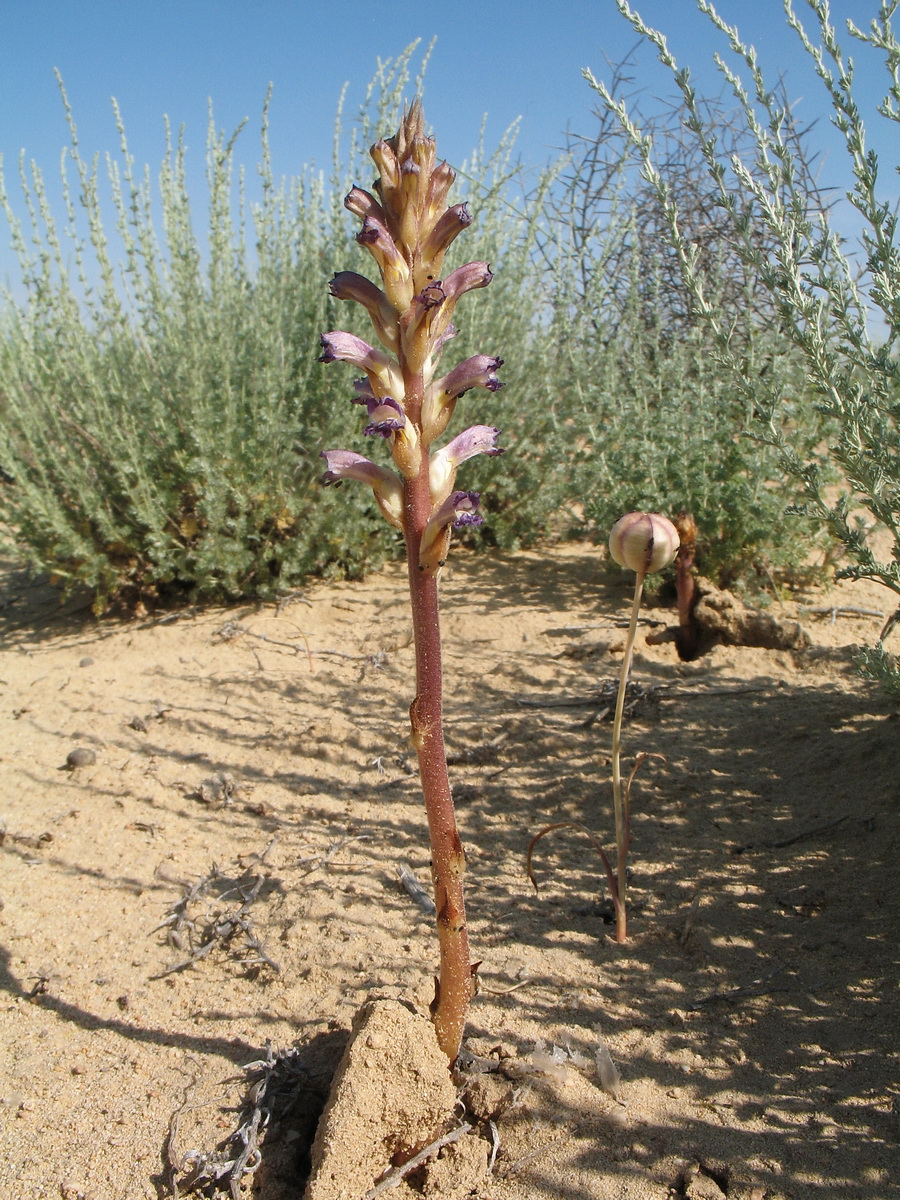 Изображение особи Orobanche cumana.
