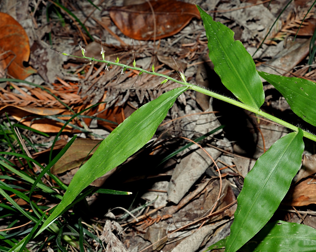 Image of Oplismenus undulatifolius specimen.
