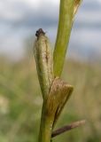 Смотреть изображение Ophrys mammosa подвид caucasica