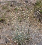 Смотреть изображение Astragalus schachdarinus