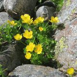 Смотреть изображение Ranunculus brachylobus