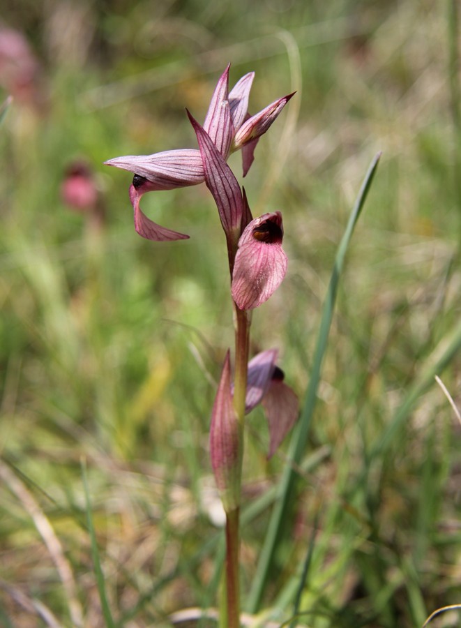 Image of Serapias lingua specimen.