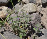 View full-size image Ziziphora graveolens