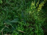 View full-size image Verbascum nigrum