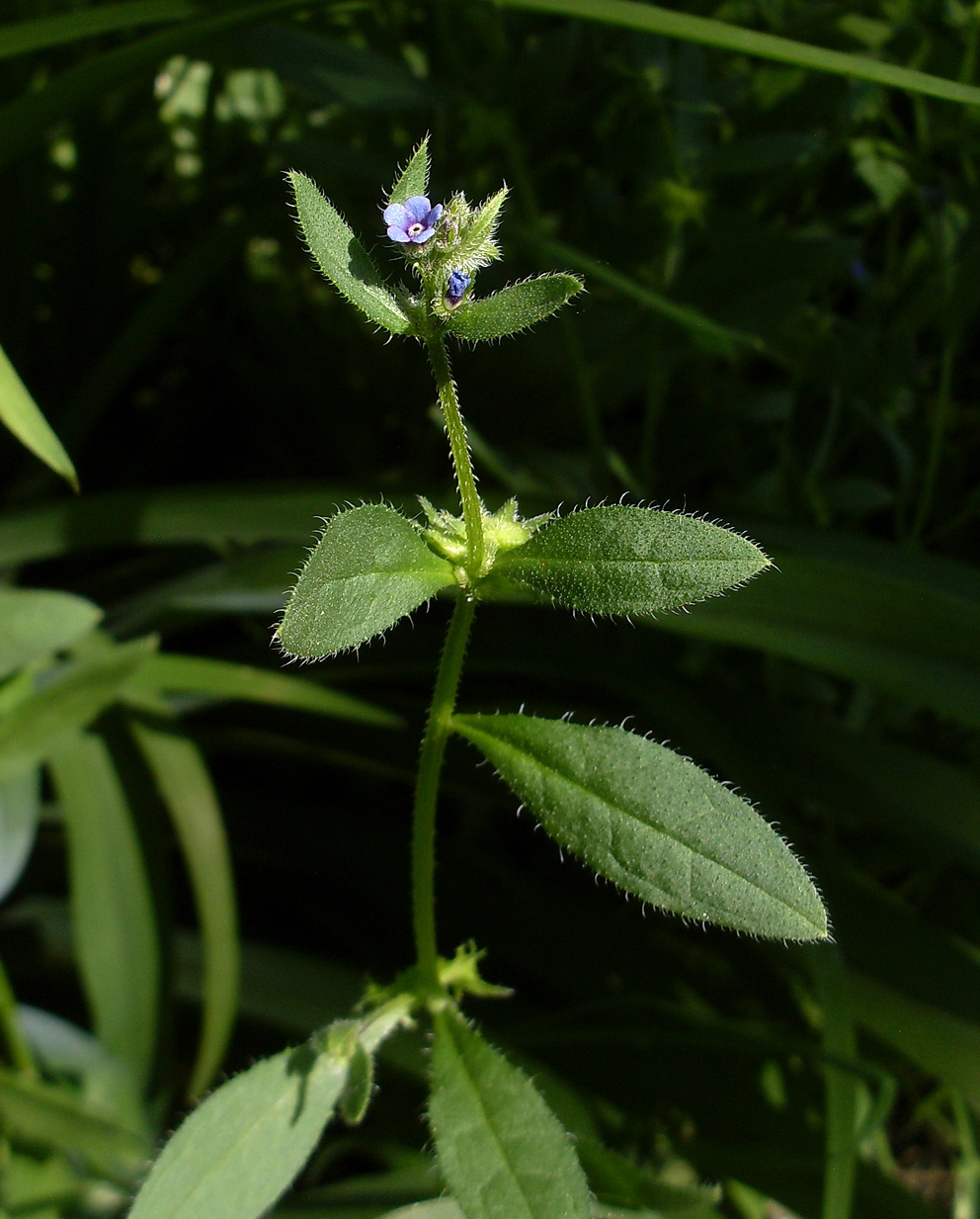 Изображение особи Asperugo procumbens.