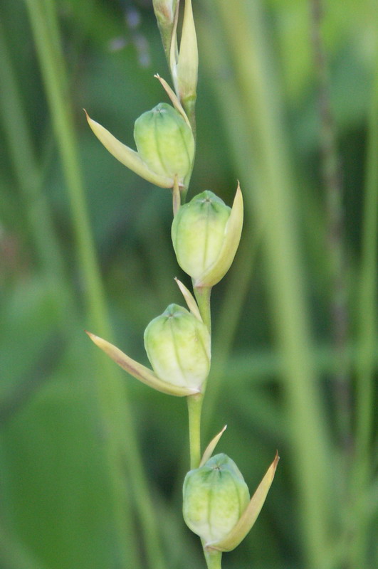 Image of Gladiolus imbricatus specimen.