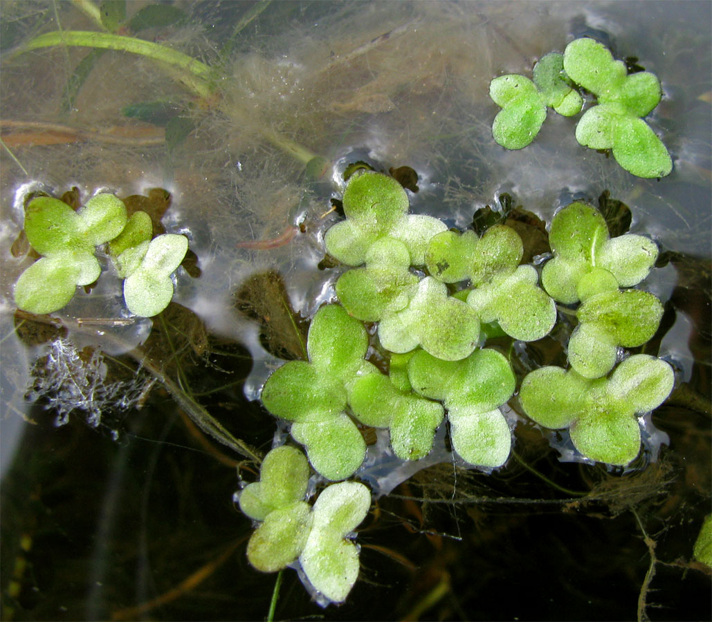 Image of Lemna minor specimen.