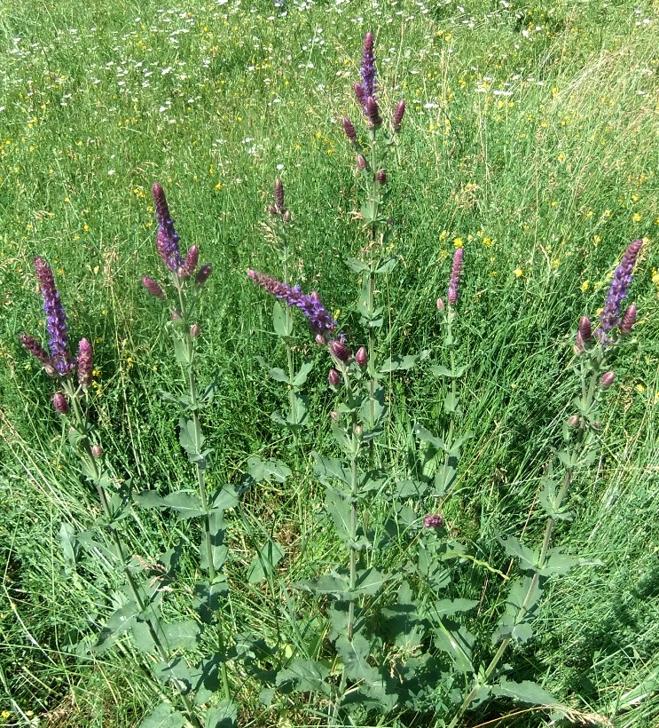 Изображение особи Salvia tesquicola.