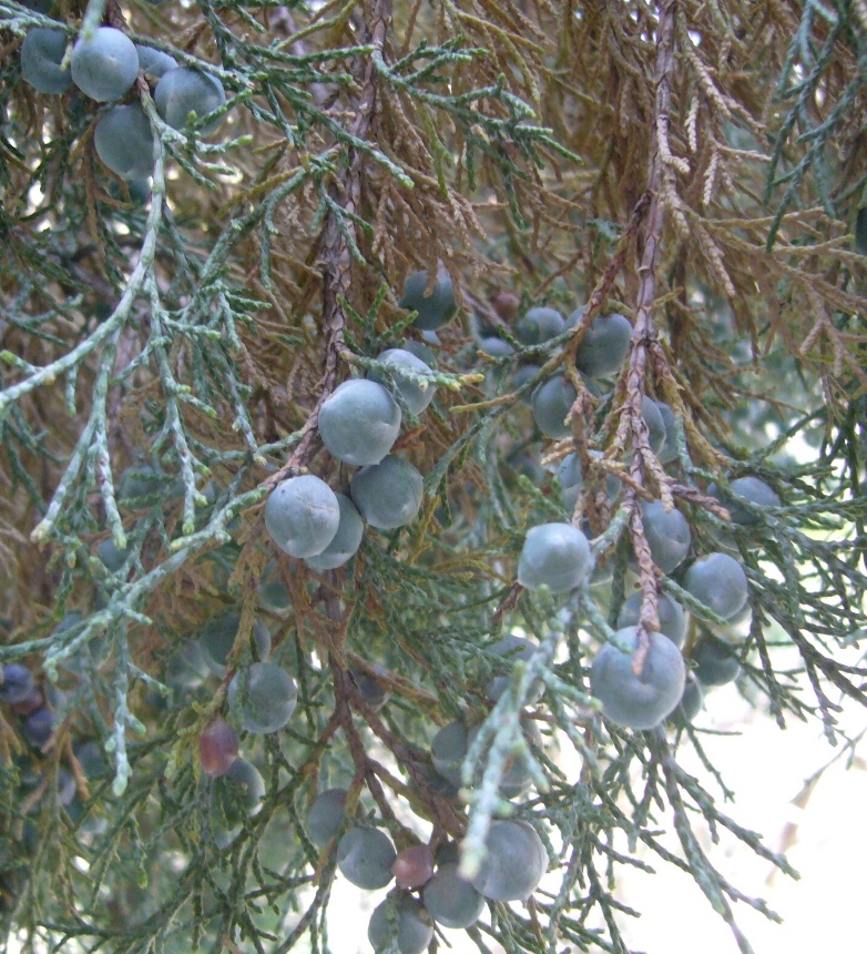 Image of Juniperus turcomanica specimen.