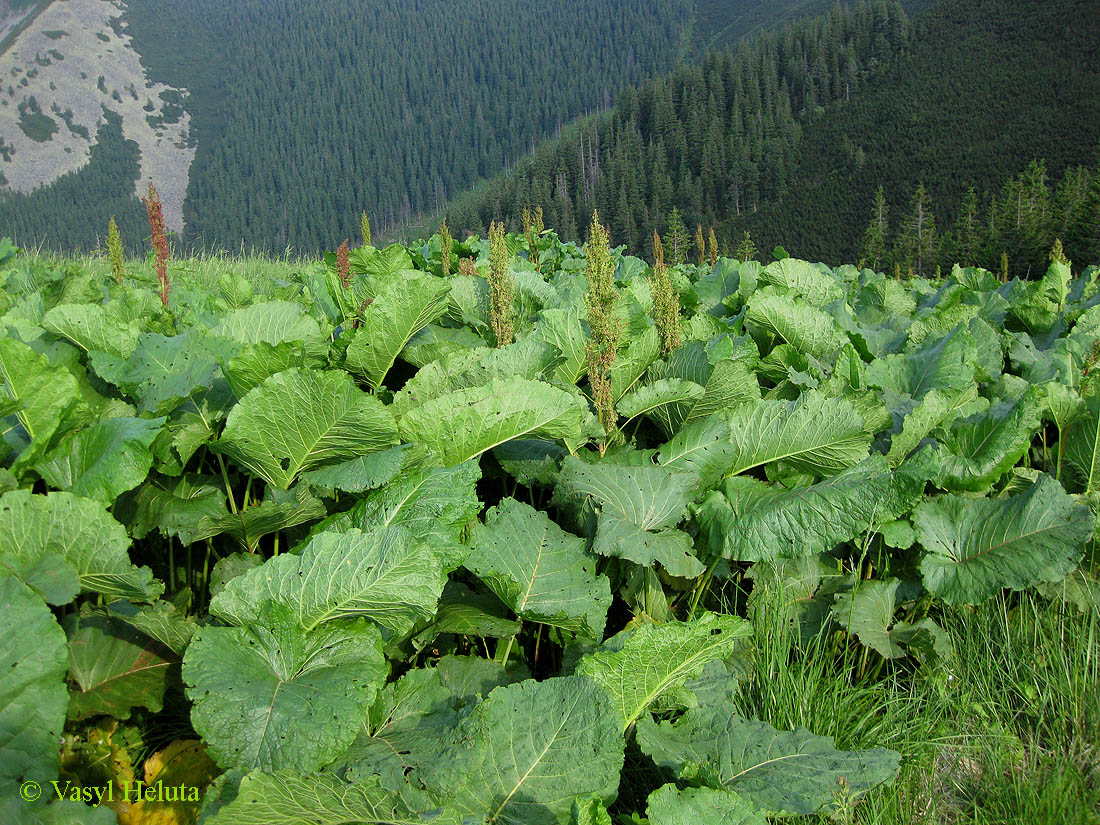 Изображение особи Rumex alpinus.