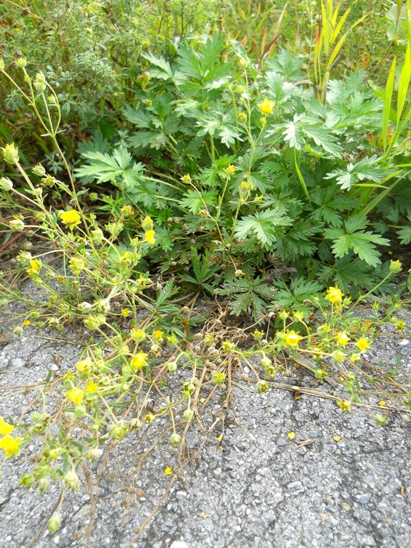 Изображение особи Potentilla approximata.