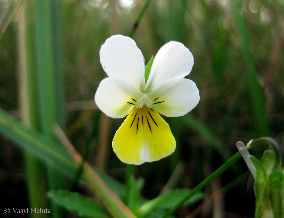 Image of Viola tricolor specimen.