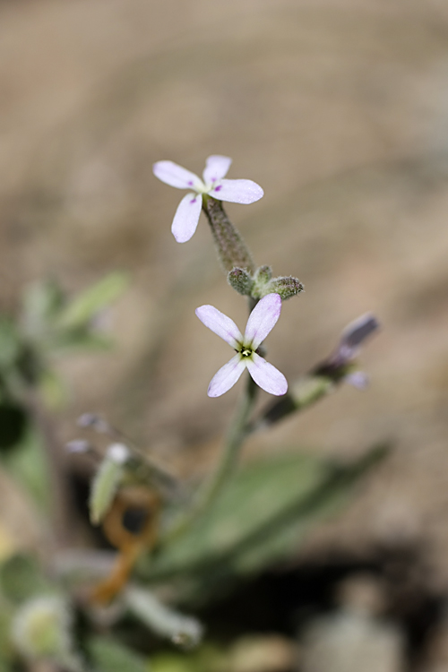 Изображение особи Strigosella trichocarpa.