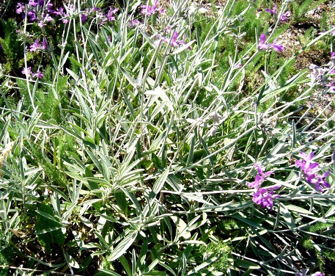 Image of Stachys turcomanica specimen.