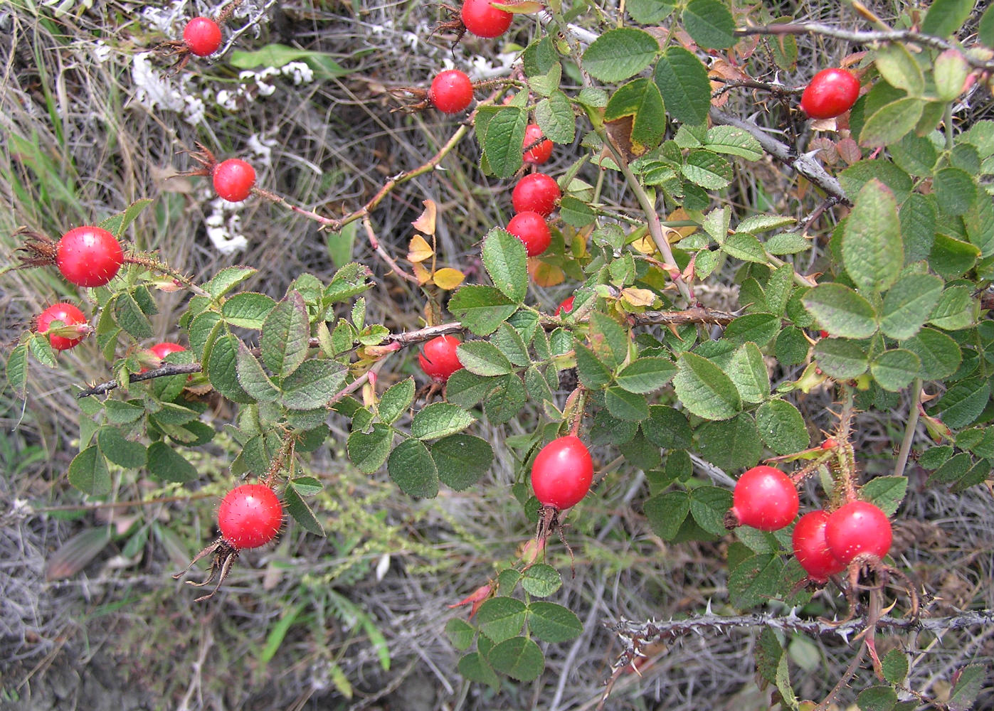 Изображение особи Rosa rubiginosa.