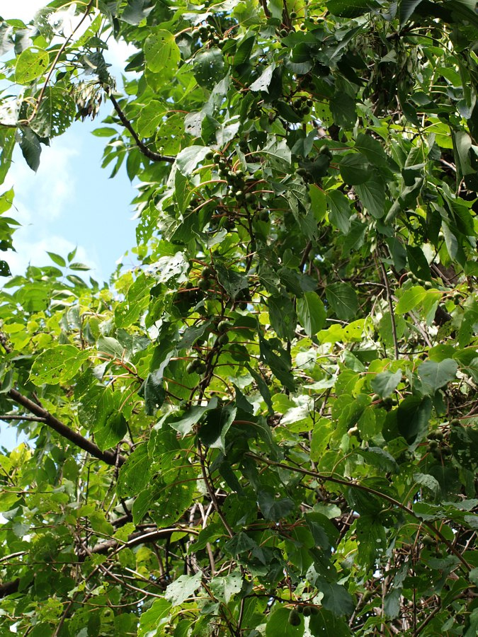 Image of Actinidia arguta specimen.