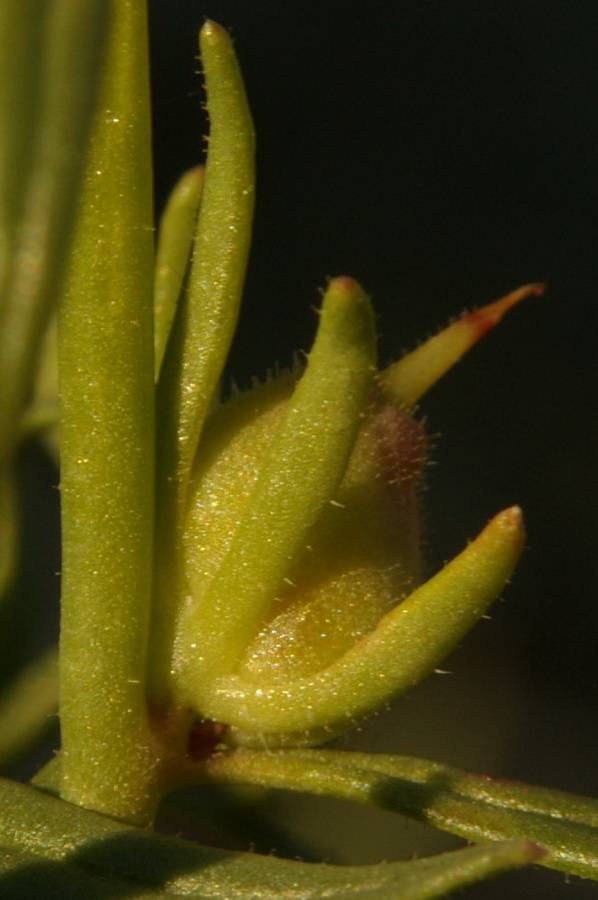 Image of Misopates orontium specimen.