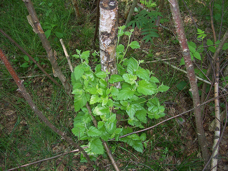 Изображение особи Betula pubescens.