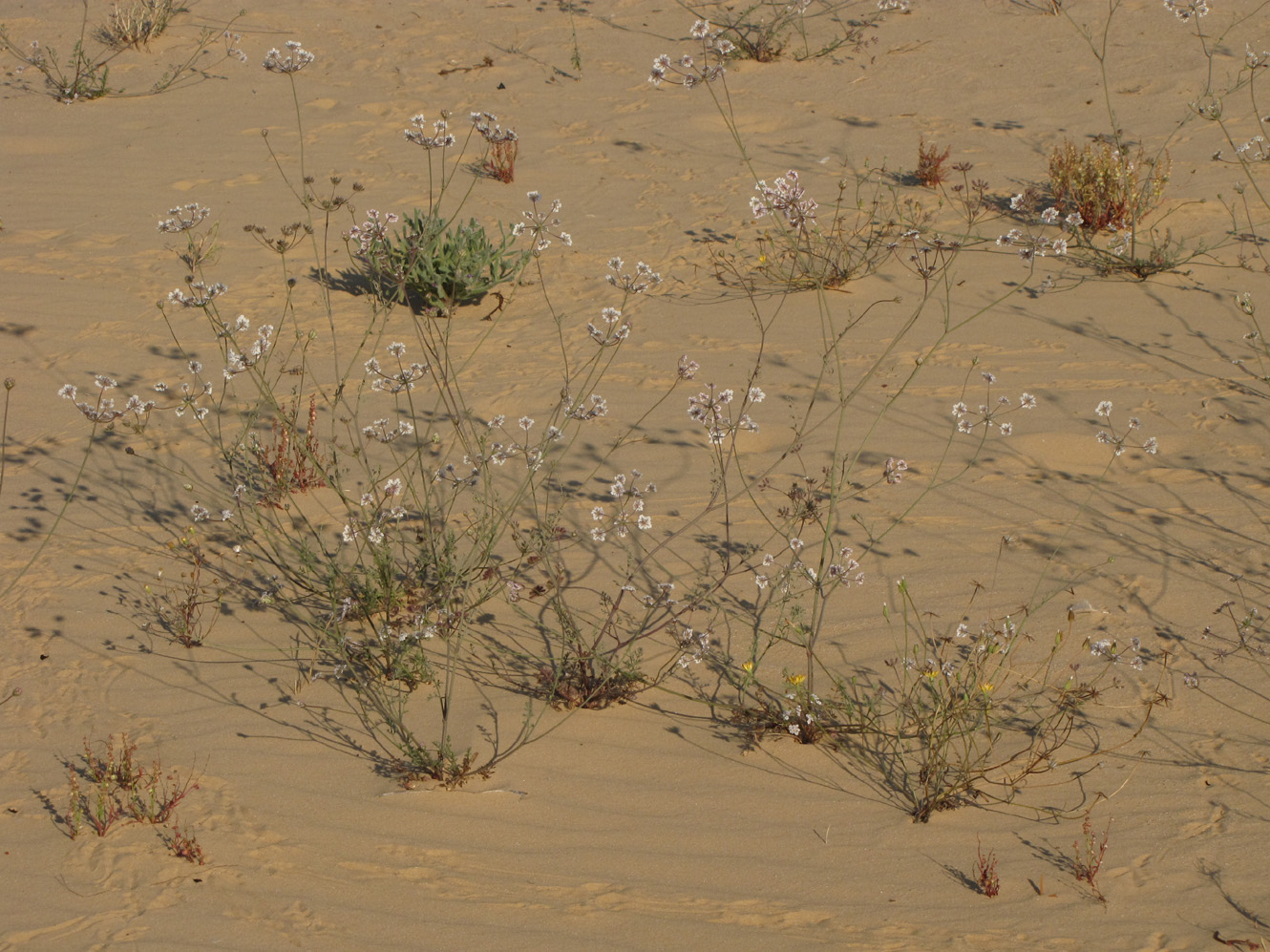 Изображение особи Daucus glaber.