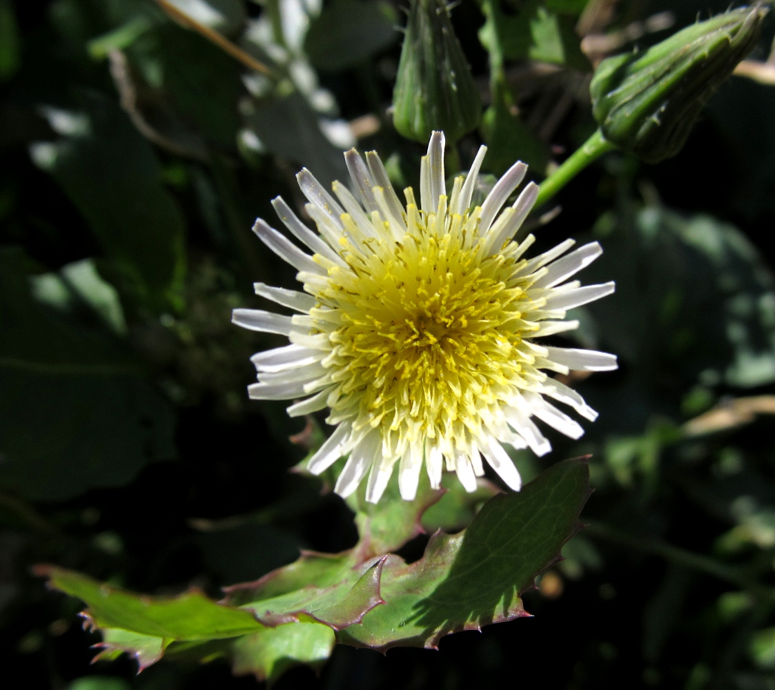 Изображение особи род Sonchus.