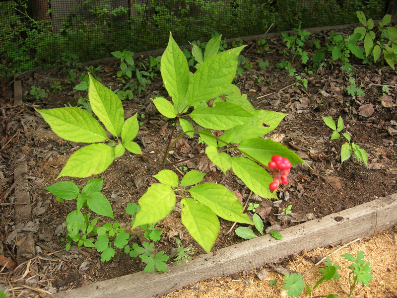 Изображение особи Panax ginseng.