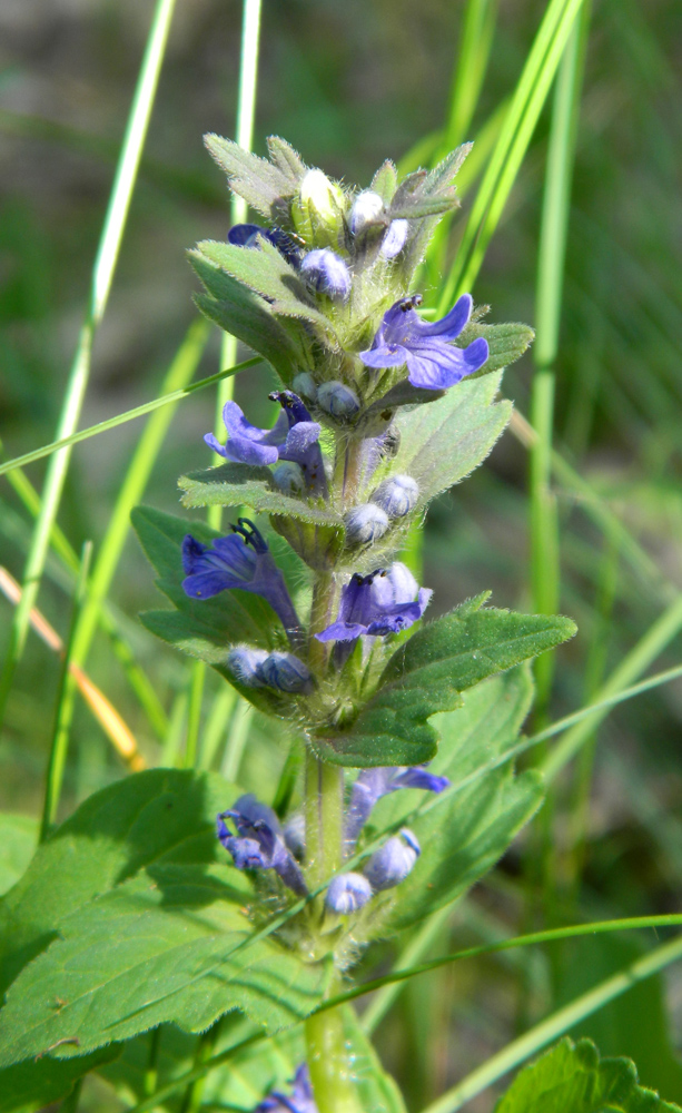 Изображение особи Ajuga genevensis.