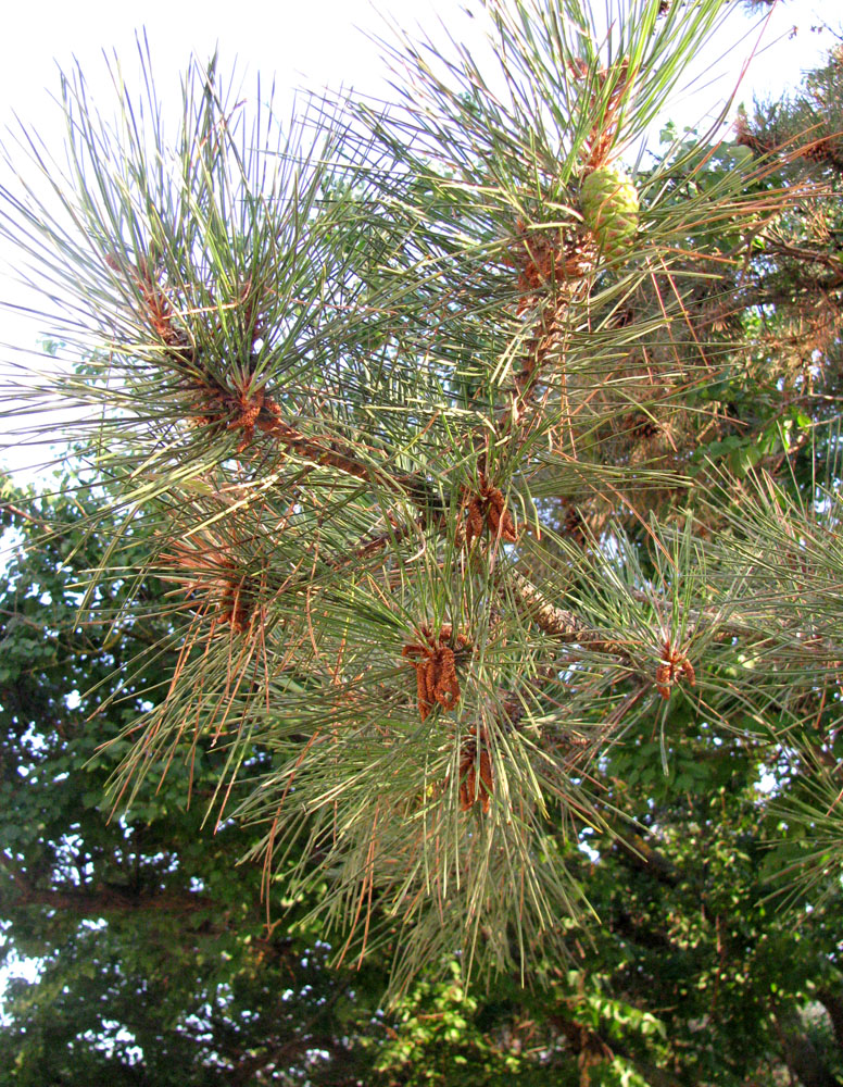 Image of Pinus pallasiana specimen.