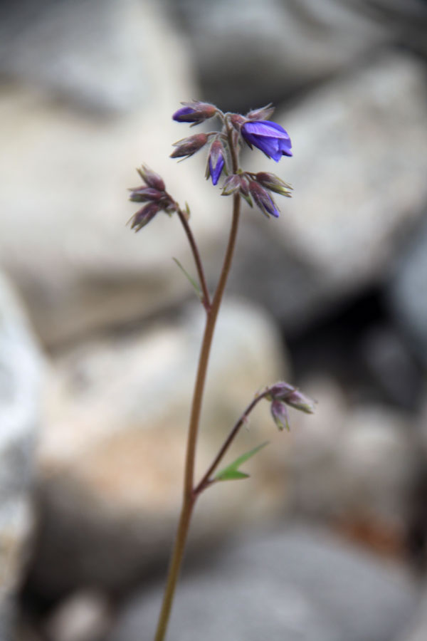 Изображение особи род Polemonium.