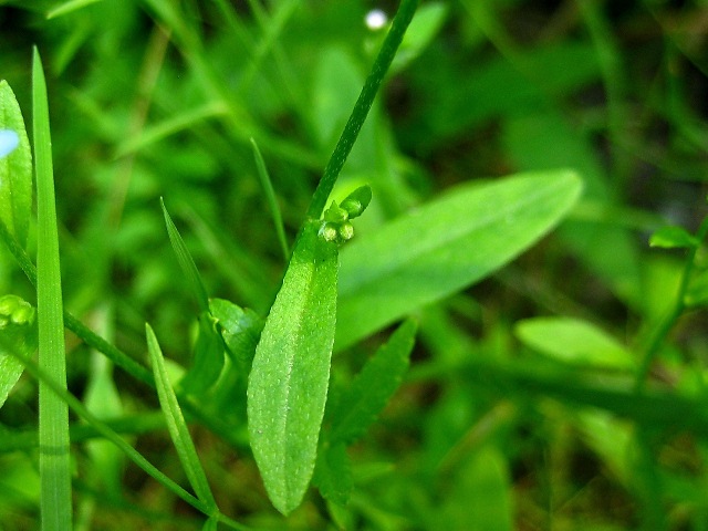 Image of Myosotis cespitosa specimen.