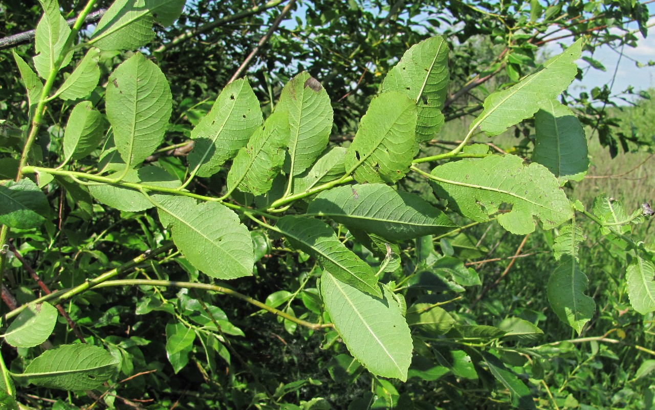 Image of Salix myrsinifolia specimen.