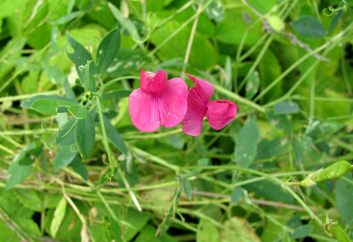 Image of Lathyrus tuberosus specimen.