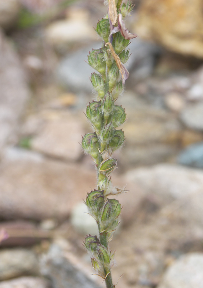 Image of Onobrychis biebersteinii specimen.